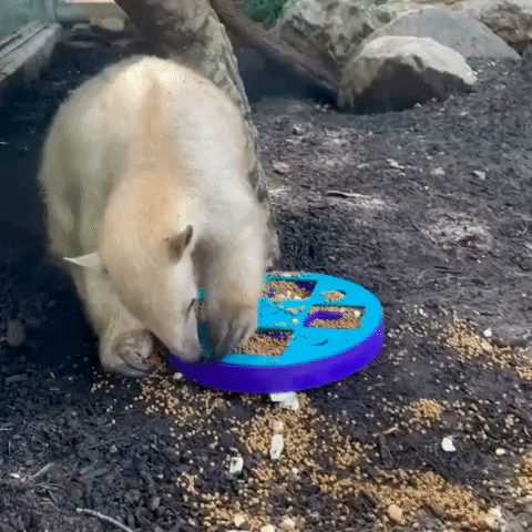Impatient Anteater Fed Up With Puzzle Feeder at Texas Zoo