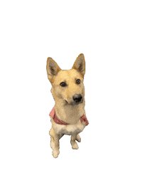 German Shepherd Cali Sticker by Teambridge