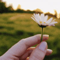 Flower Love GIF by Salih Kizilkaya