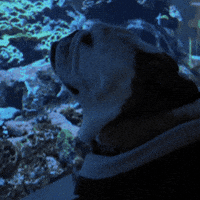 Happy Butler Bulldogs GIF by Butler University