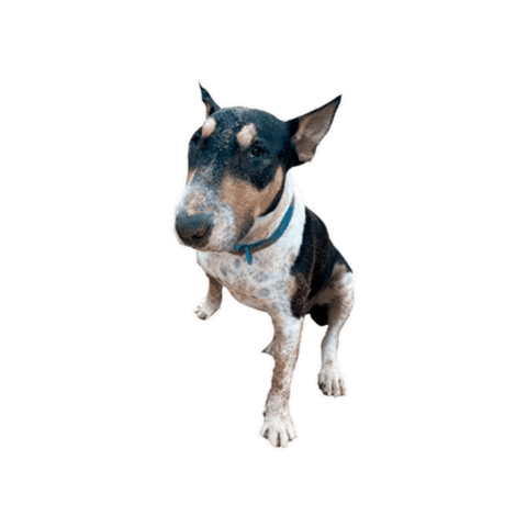 Bull Bali Sticker by Bono Surf Dog