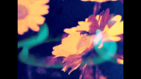 Youtube Film GIF