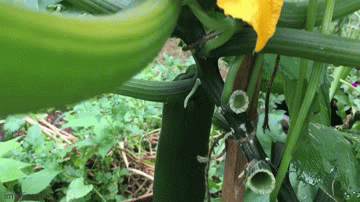 lakeishaethans giphyupload organic backyard gardening channel via youtube GIF