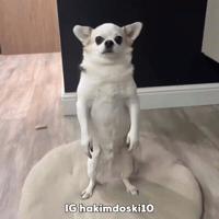 Dog Puppy GIF