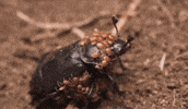 GIF by KQEDScience