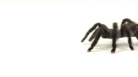 mysticaquarium giphygifmaker GIF