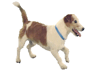 dog puppy Sticker
