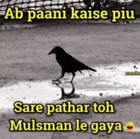 Smart Crow GIF