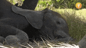 Tired Elephant GIF by CuriosityStream