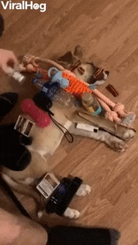 Sleeping Dog Doesnt Wake Easily GIF by ViralHog