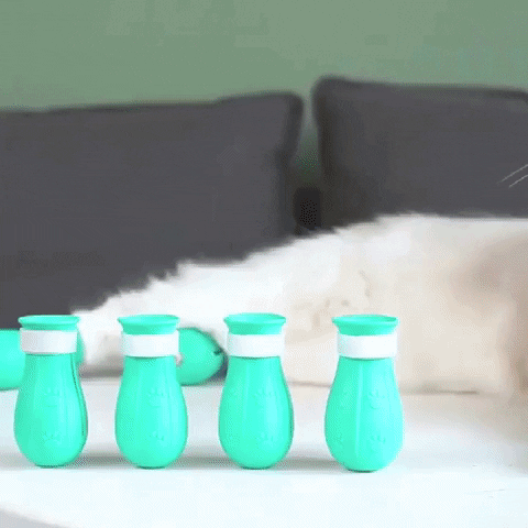 KittyNook giphyupload GIF