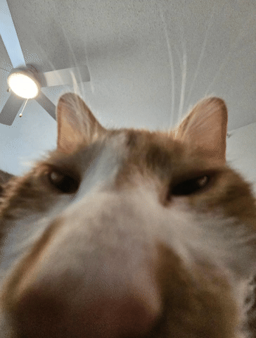 yourbliss giphyattribution cat giphycreatortest what you looking at GIF