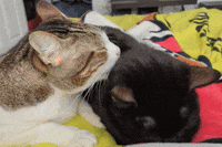 Cats Licking GIF