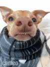 Dog Reaction GIF by Cameo