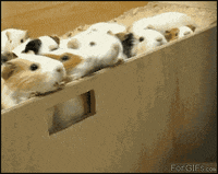 minions GIF