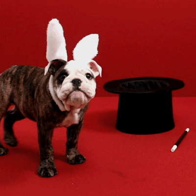 bonobos_ magic puppy bunny rabbit GIF