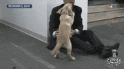 ice hockey sport GIF by NHL