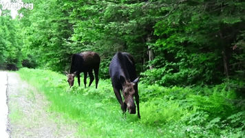 Hungry Moose Duo Munch Away