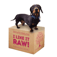 Dog Food Sticker by Benyfit Natural Official