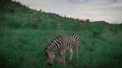 africa zoo GIF by Nu Skin