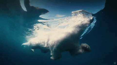 GIF by Red5