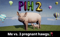 Pih GIF