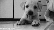 dog playing GIF