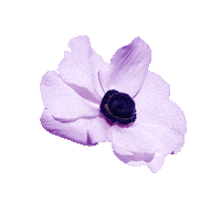 veromoda_official love summer flowers spring Sticker
