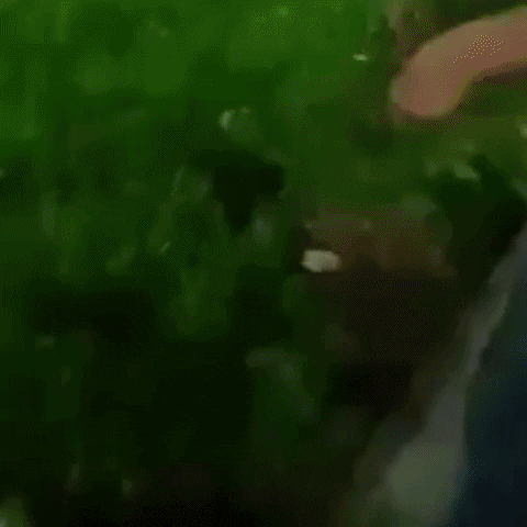 rosarioplus giphyupload GIF