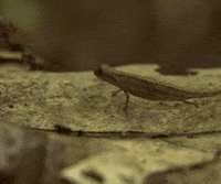 madagascar chameleon GIF by Head Like an Orange