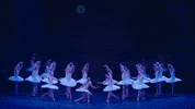 Swanlake GIF by English National Ballet