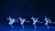 Swanlake GIF by English National Ballet