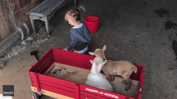 Cart Full of Cute: Toddler Enjoys Wagon Ride With Kid Pals