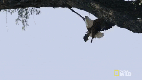 nat geo wild eagle GIF by Savage Kingdom