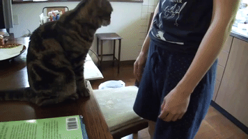 Funny Cat Demands Petting