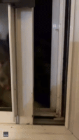 Curious Possum Pokes Head Through Window of New South Wales Home