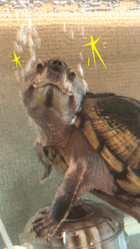 Happy Beauty GIF by curly_mads