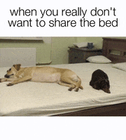 dog gif GIF by JustViral.Net