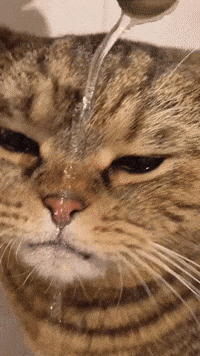 Cat GIF by Bel R! Festival