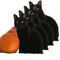 Black Cat Halloween Sticker by Triton_CopyWriting