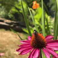 Flower Spring GIF by EDGARDUDE
