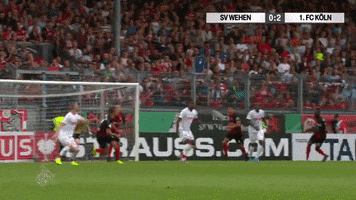 1 Fc Cologne Football GIF by 1. FC Köln