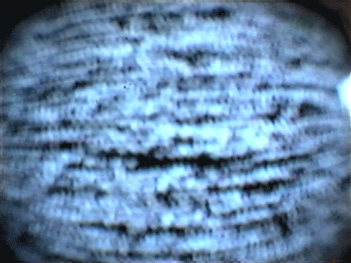 fisheye GIF by Royal Smith