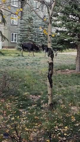 'Too Close for Comfort': Antlers Clatter as Two Bull Moose Spar Near Colorado Home