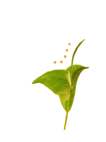 Chile Sticker by Pibamour