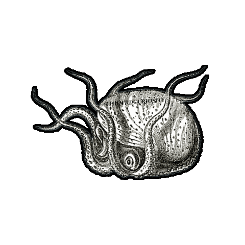 Deep Sea Beach Sticker by The Wild Curiosity