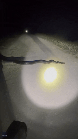 Snake Python GIF by Storyful