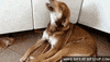 angry dog GIF