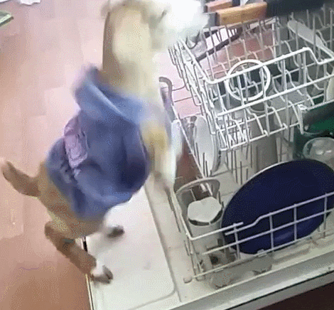 GIF by Random Goat