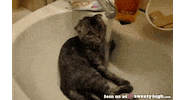 cat water GIF
